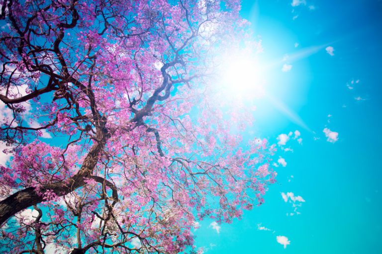 spring, pink cherry blossoms, with the sun shining